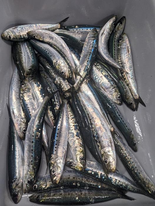 Japanese sardines astonish scientists by crossing the Pacific to the West Coast