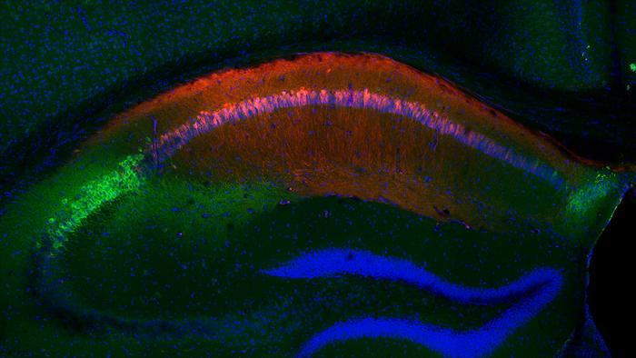 Fearful memories of others seen in mouse brain.