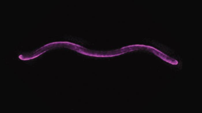 What turns bacteria into spirals?