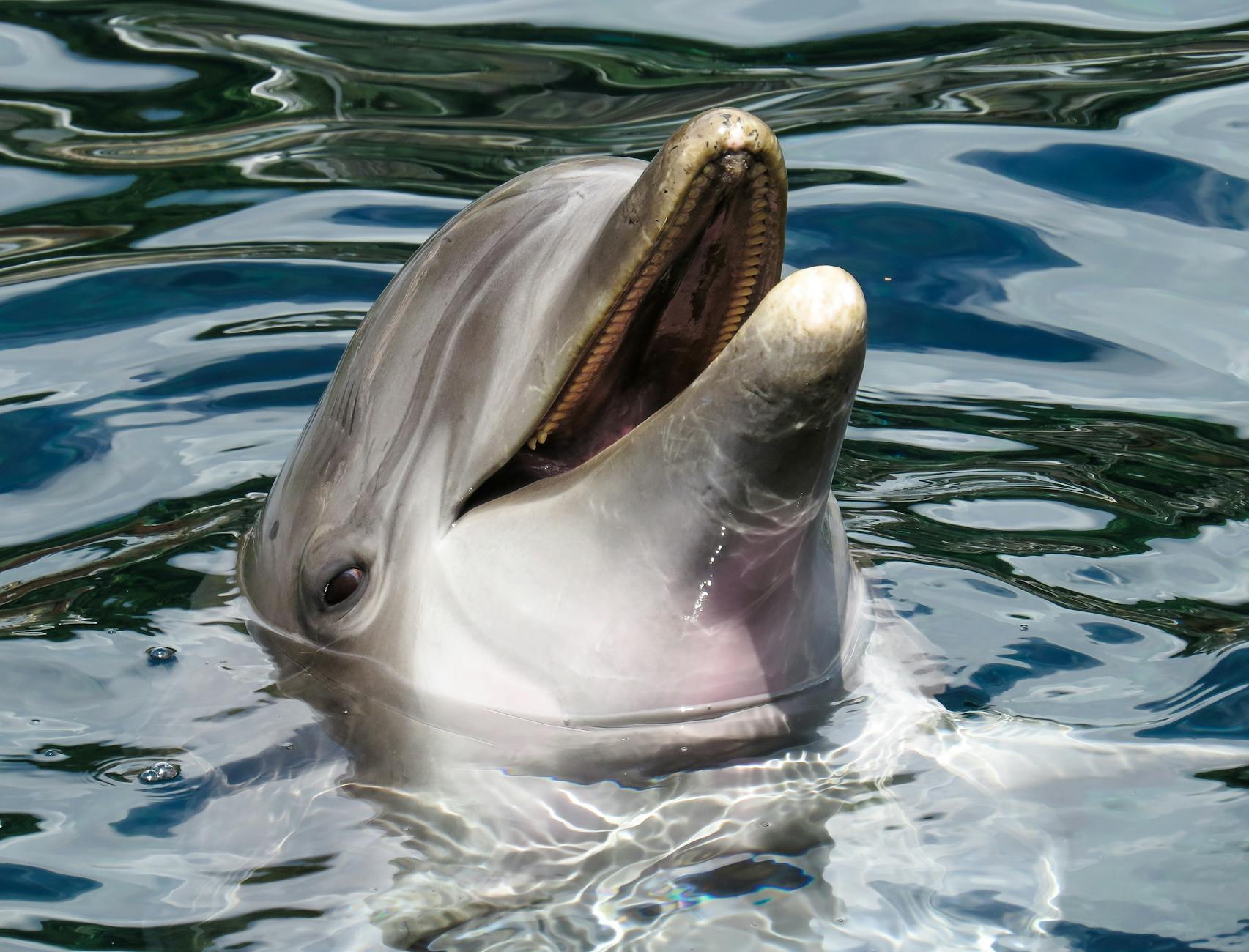 Microplastics detected in dolphin breath