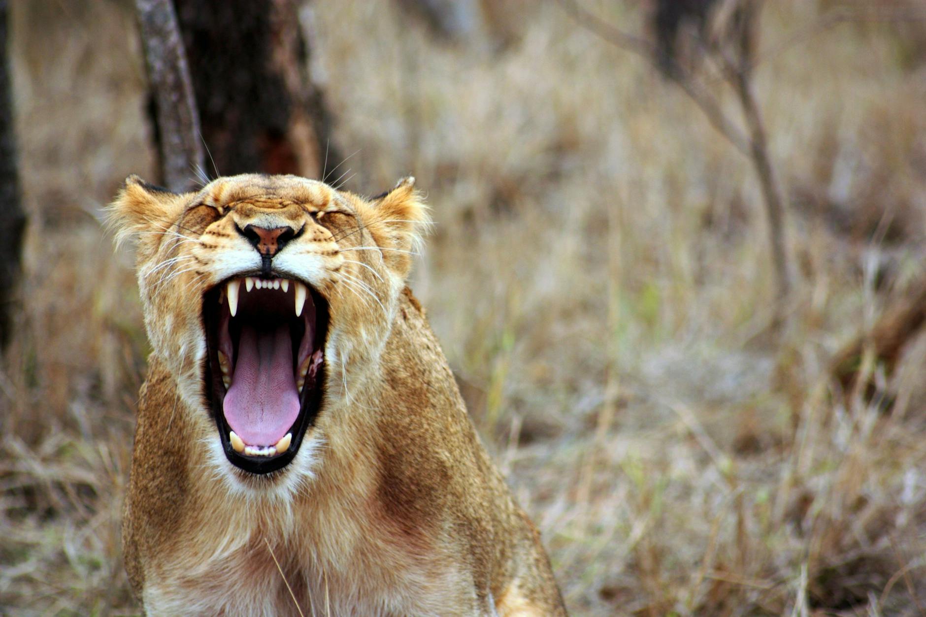 Genomic study identifies human, animal hair in ‘man-eater’ lions’ teeth
