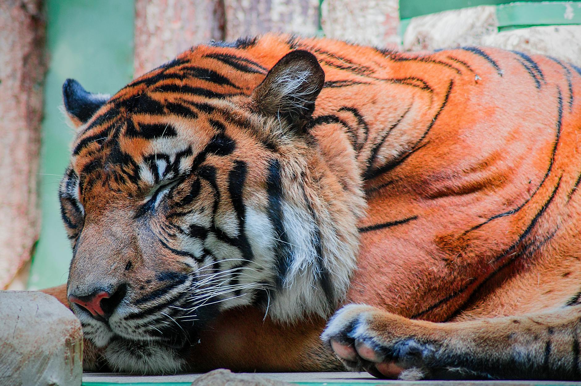 DAILY DOSE: Vietnam Reports 47 Tigers and Lions Die from H5N1; Report Warns Antimicrobial Resistance Threatens Global Food Security.