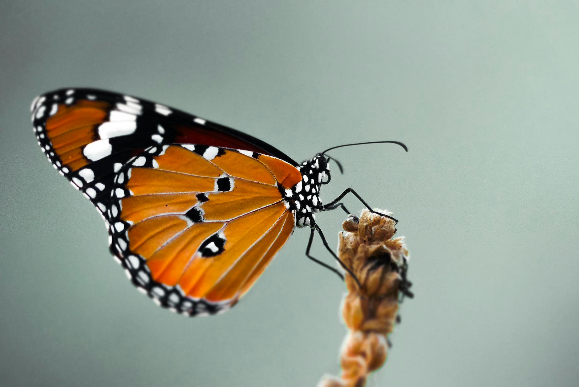Scientists create new overwintering sites for monarch butterflies on a warming planet