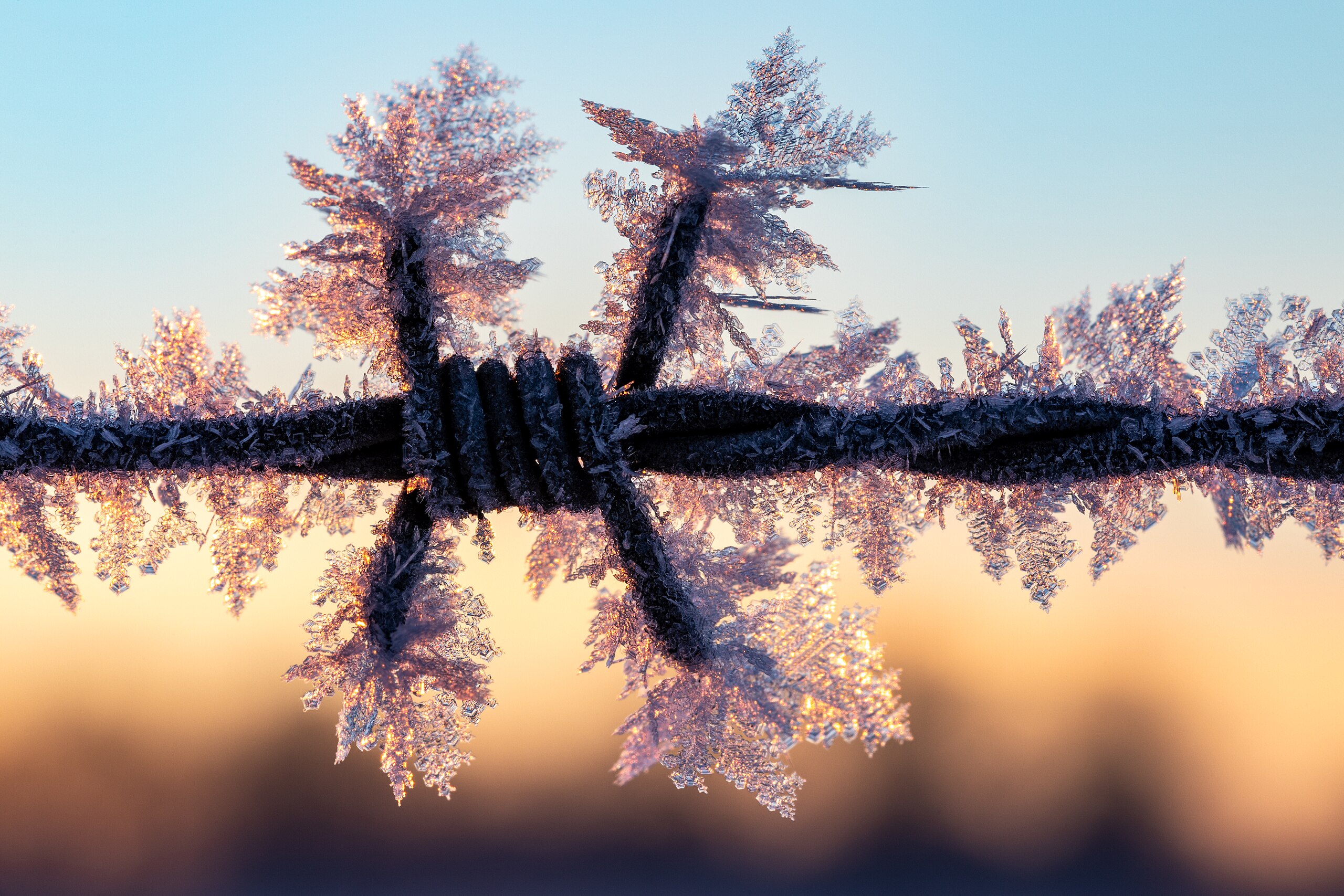 The Big Picture: Dendritic ice frost on a barbed wire fence.