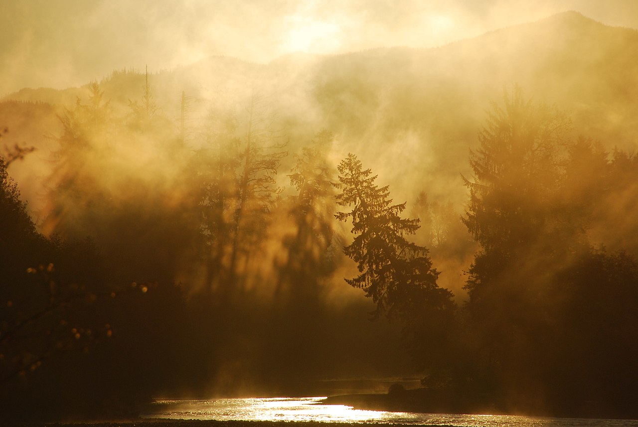 The Big Picture: Sunrise and mist in the Hoh Rain Forest.