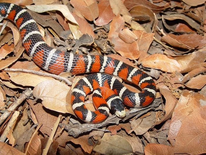 New study maps dramatic 100-million-year explosion in color signals used by animals