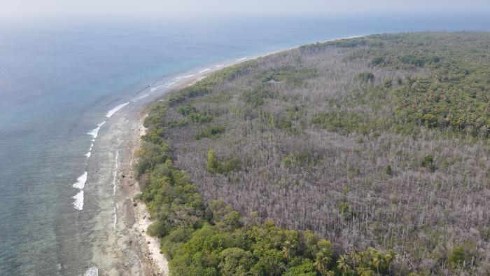 “Drowning” mangrove forests in Maldives signal global coastal threat