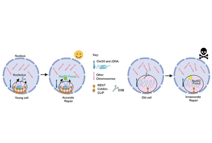 Fighting aging by staying compact