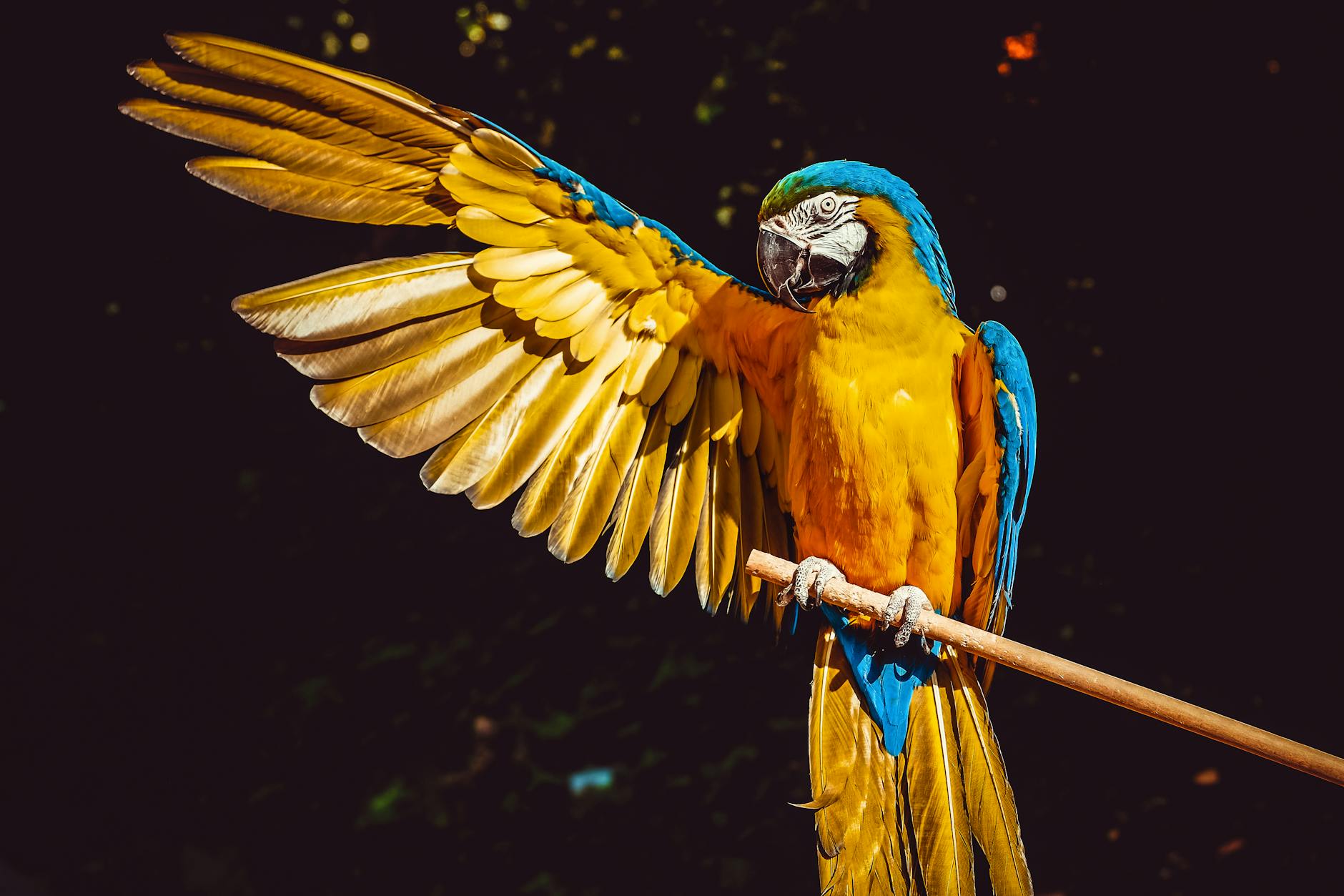 Scarlet Macaw parents ‘play favorites,’ purposefully neglect younger chicks