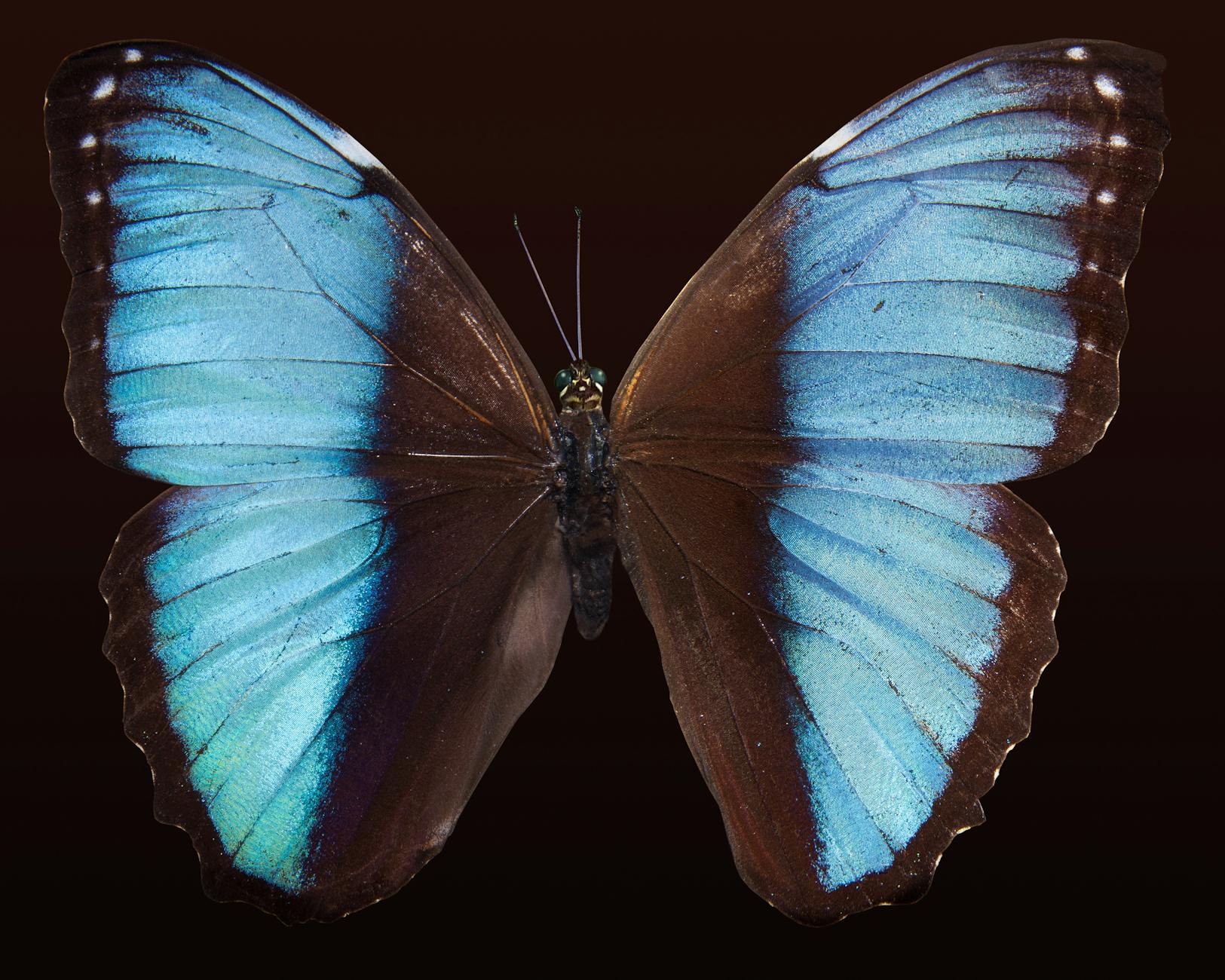 A microRNA solves an evolutionary mystery of butterfly and moth wing coloration