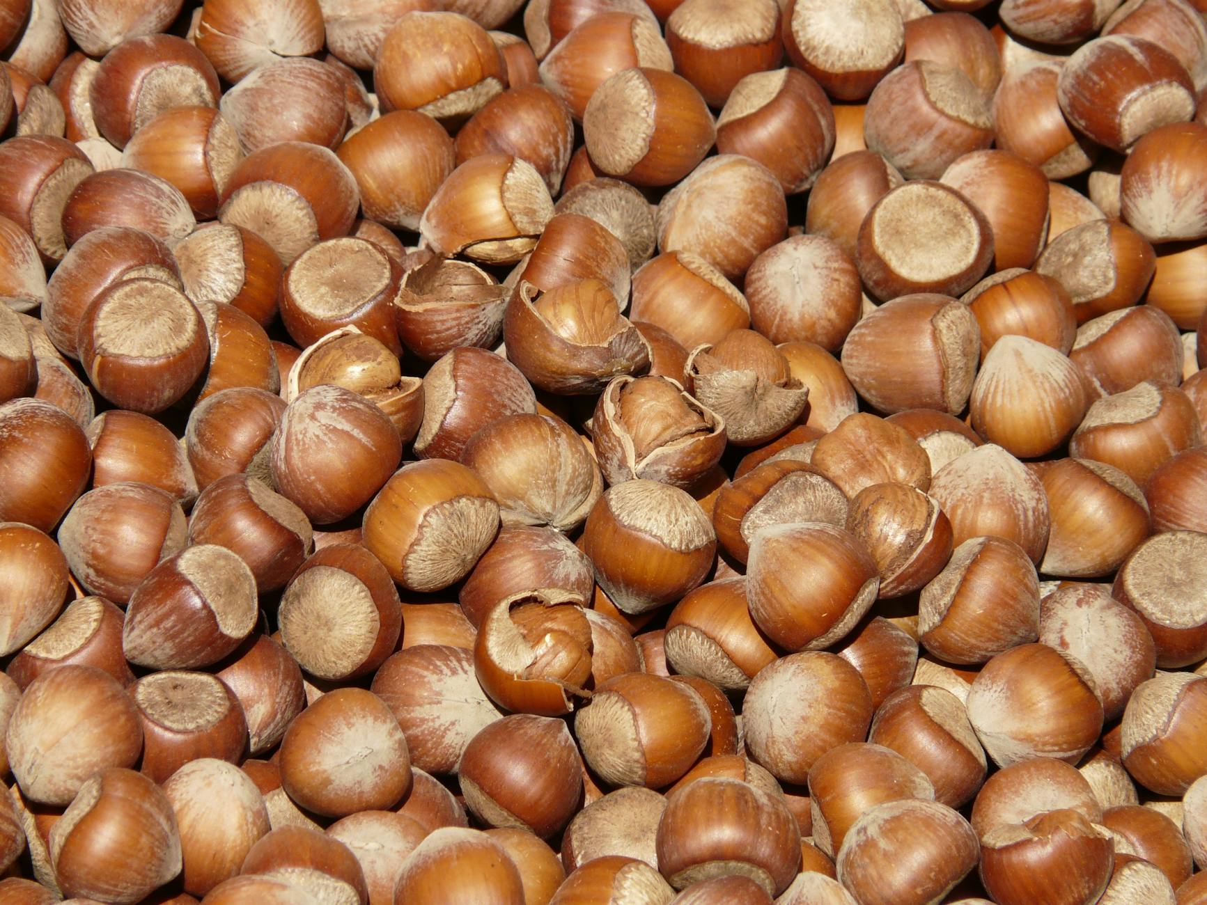 Genetic study of native hazelnut challenges misconceptions about how ancient Indigenous peoples used the land
