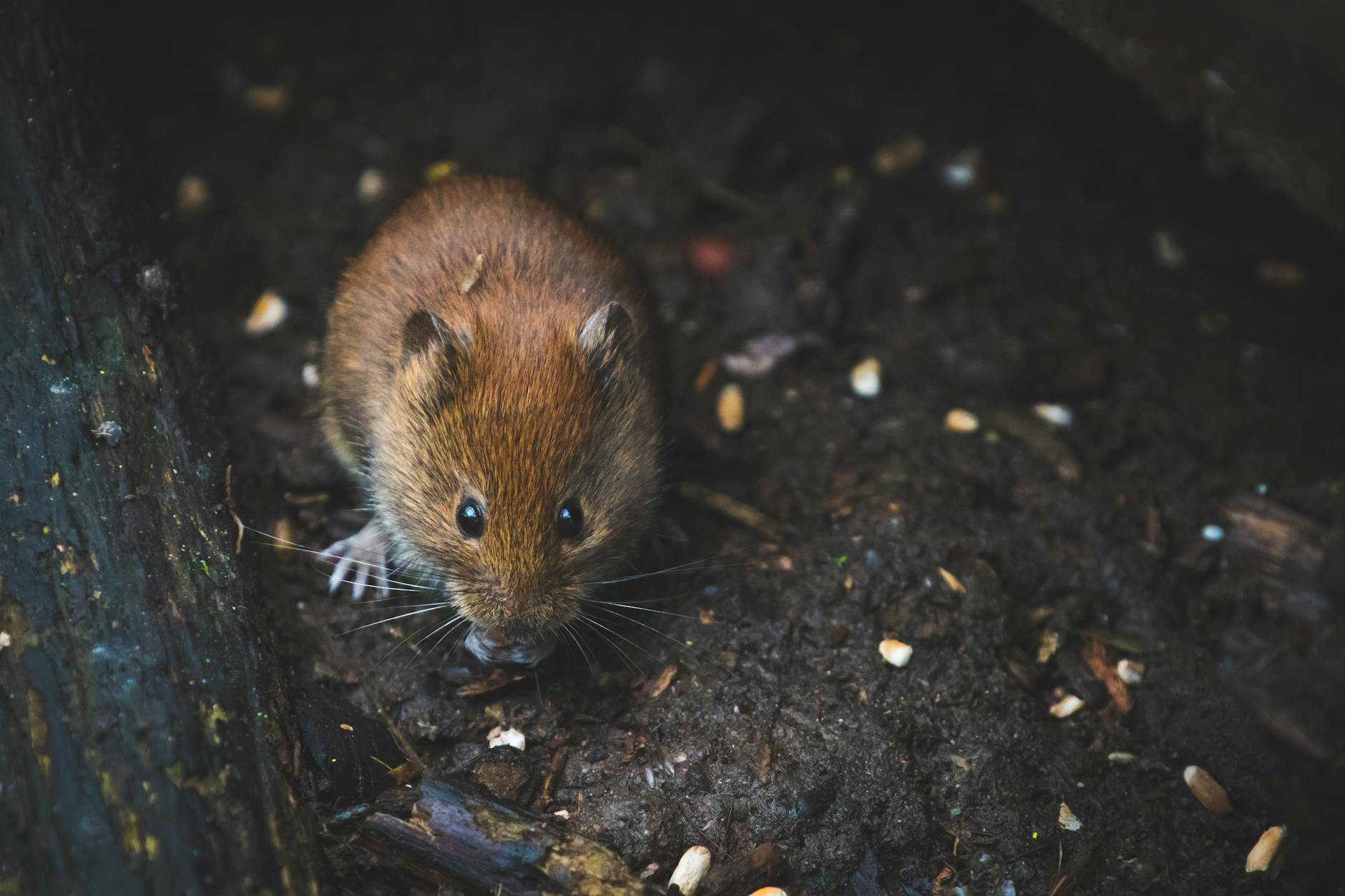 Intermittent fasting inhibits hair regeneration in mice.