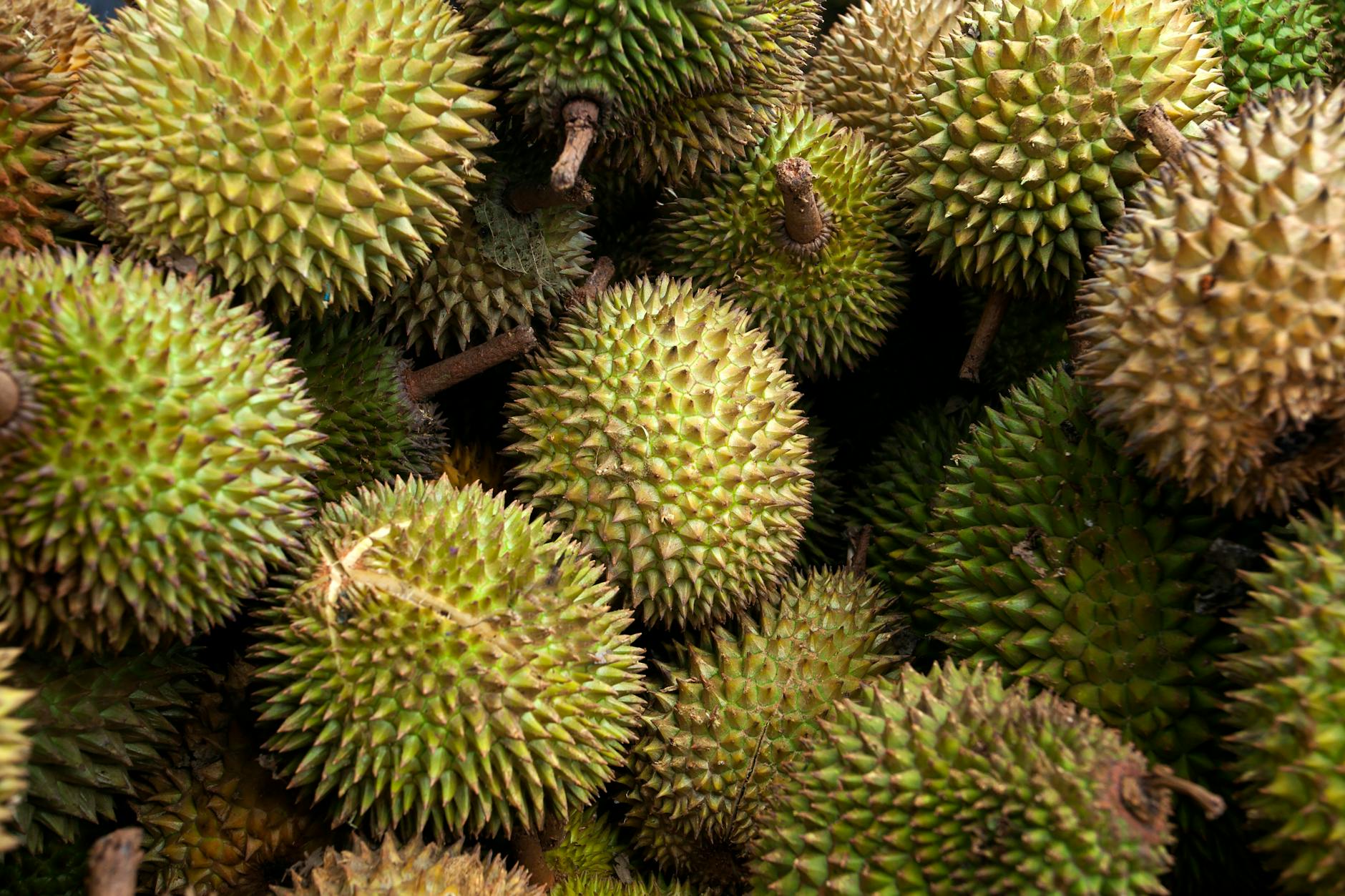 Scientists unlock secrets behind flowering of the king of fruits