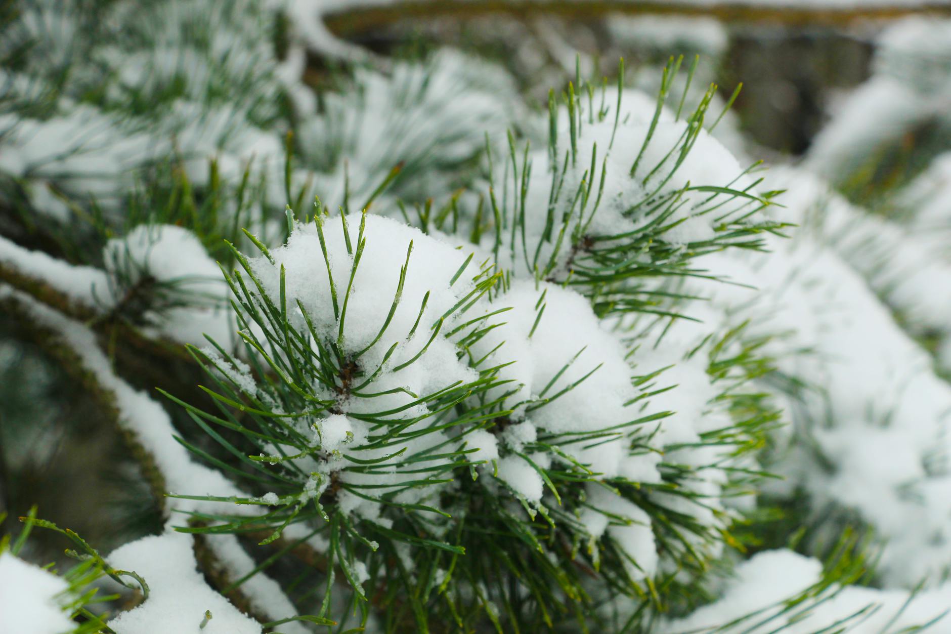 Dark boreal forests of Canada absorb enough heat to cancel up to a fifth of their climate benefit, scientists warn