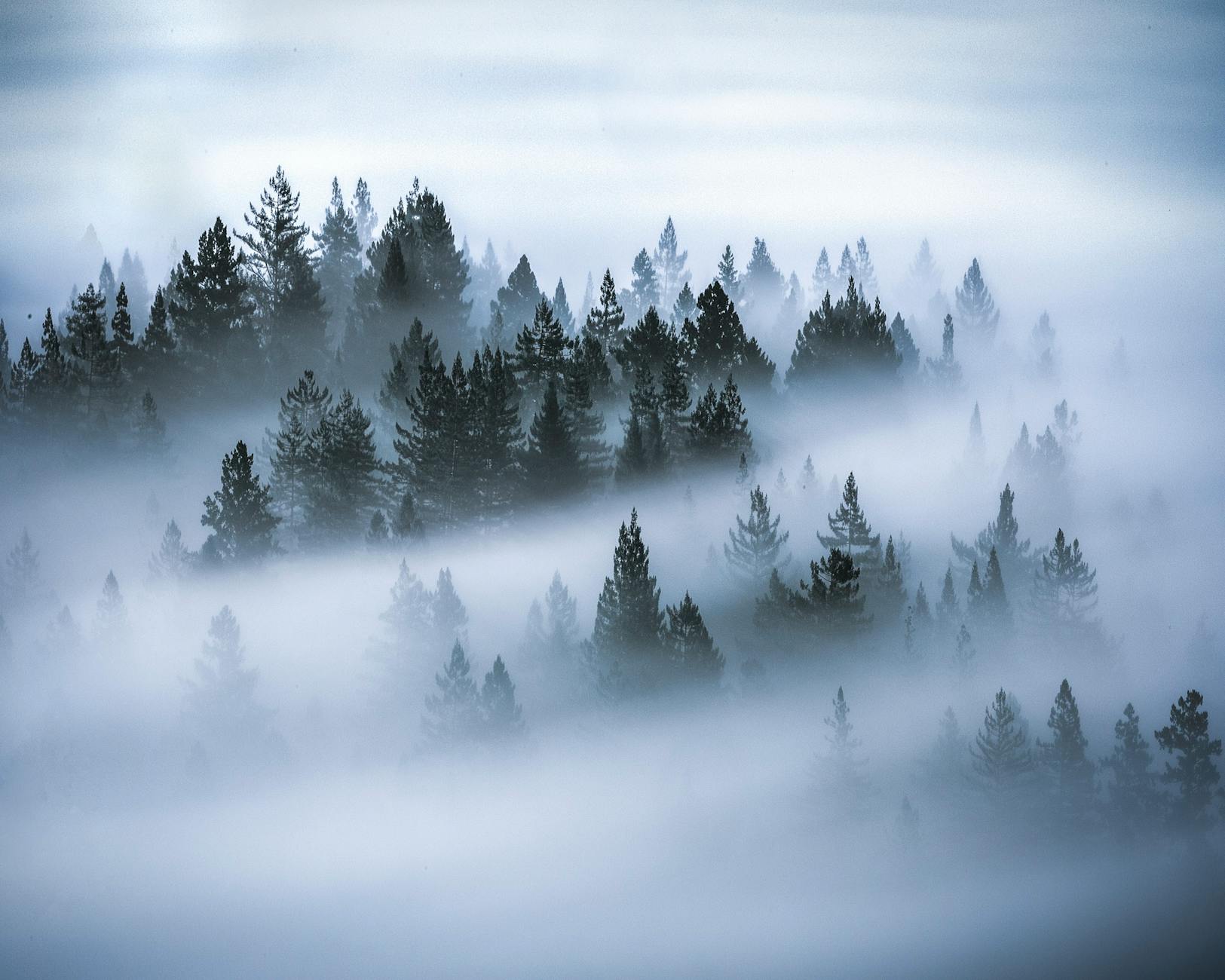 In Brazil’s Araucaria Forest, Tree Diversity and Slope Shape Where Carbon Is Stored