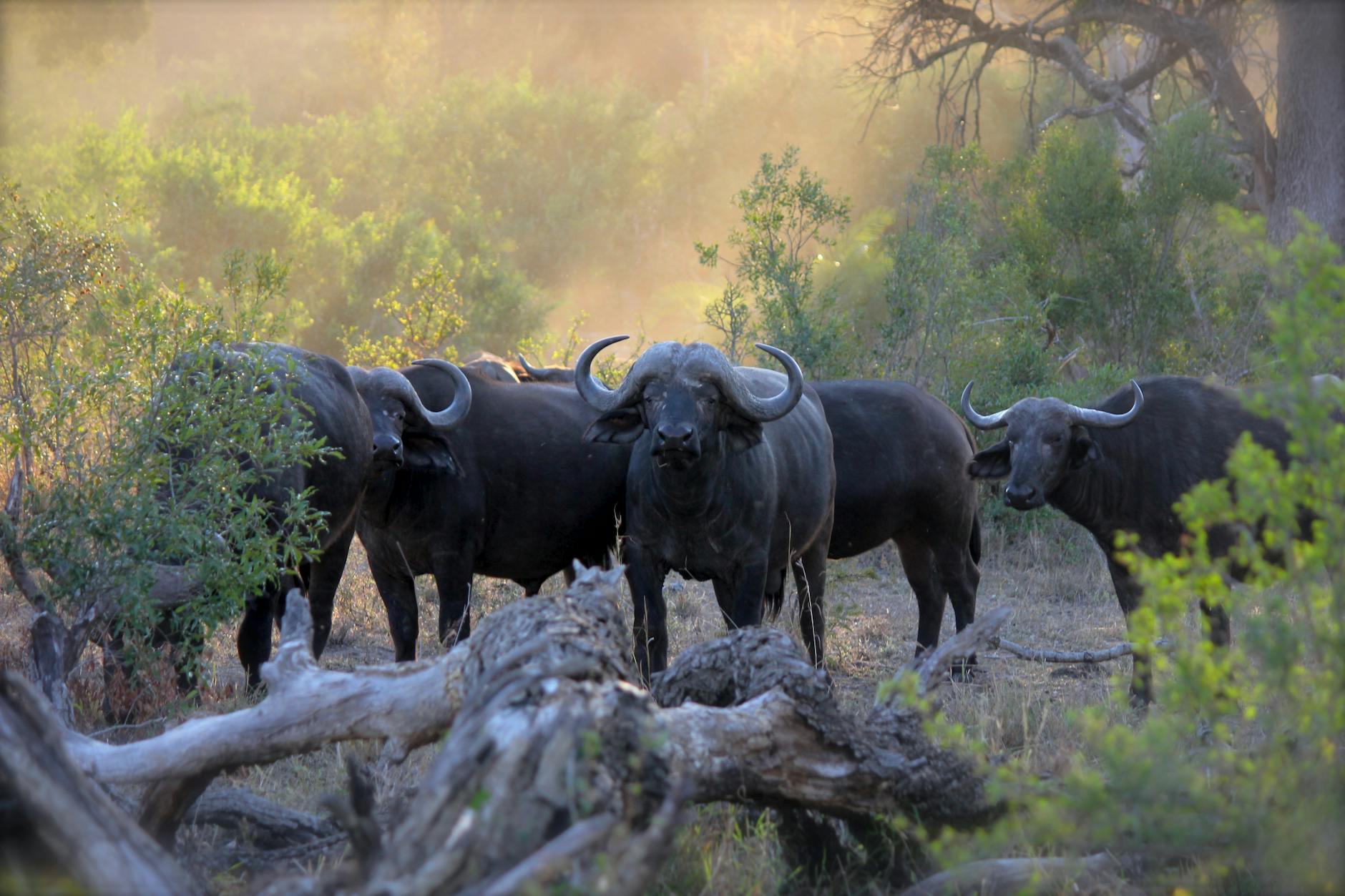 Buffalo besties: Feral female buffalo build friendships based on similar personality traits