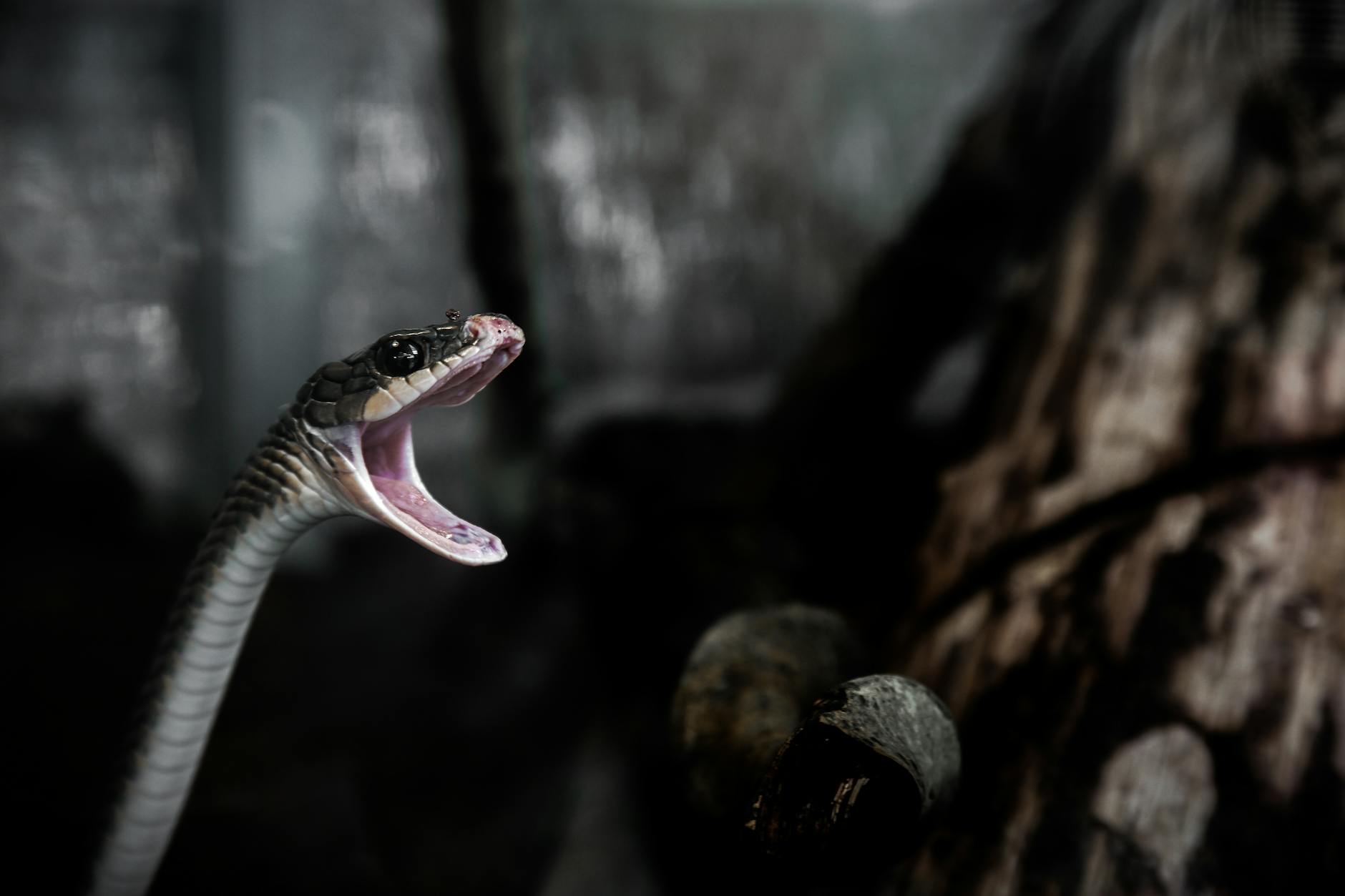 New research unlocks jaw-dropping evolution of lizards and snakes
