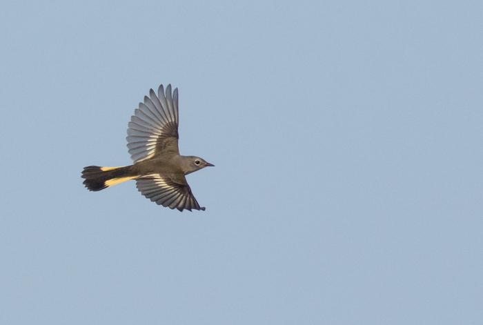 Songbirds socialize on the wing during migration