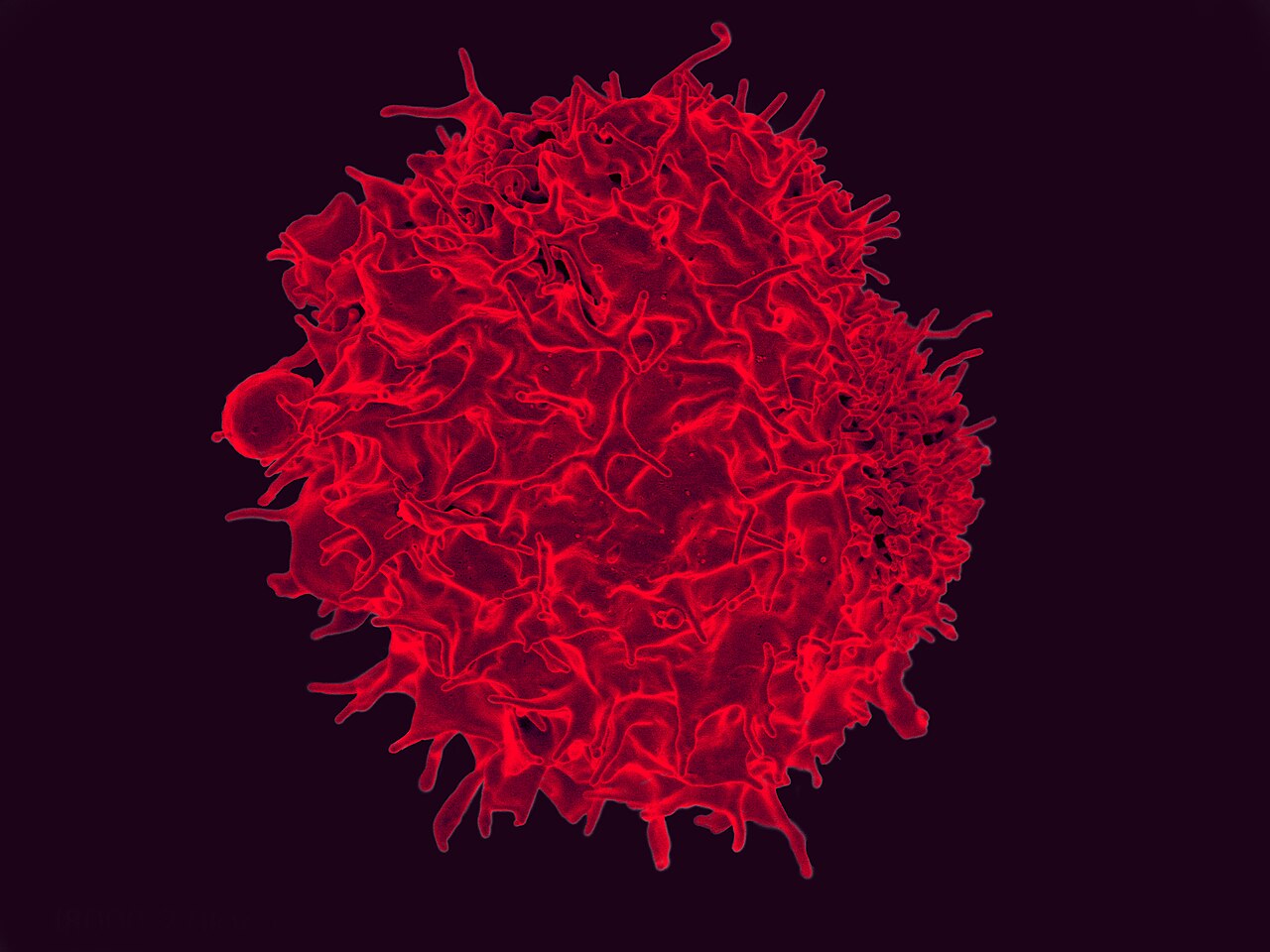 Nourishing T cells to fight cancer