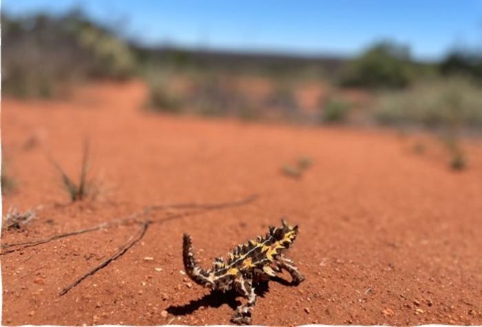 Climate change driving ‘cost-of-living’ squeeze in lizards