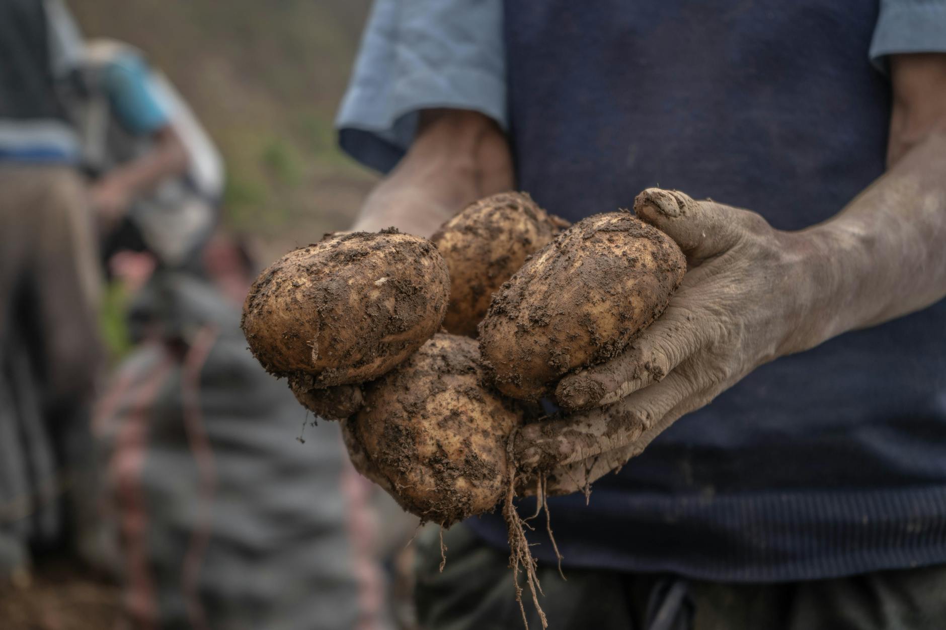 Growing safer spuds: removing toxins from potatoes