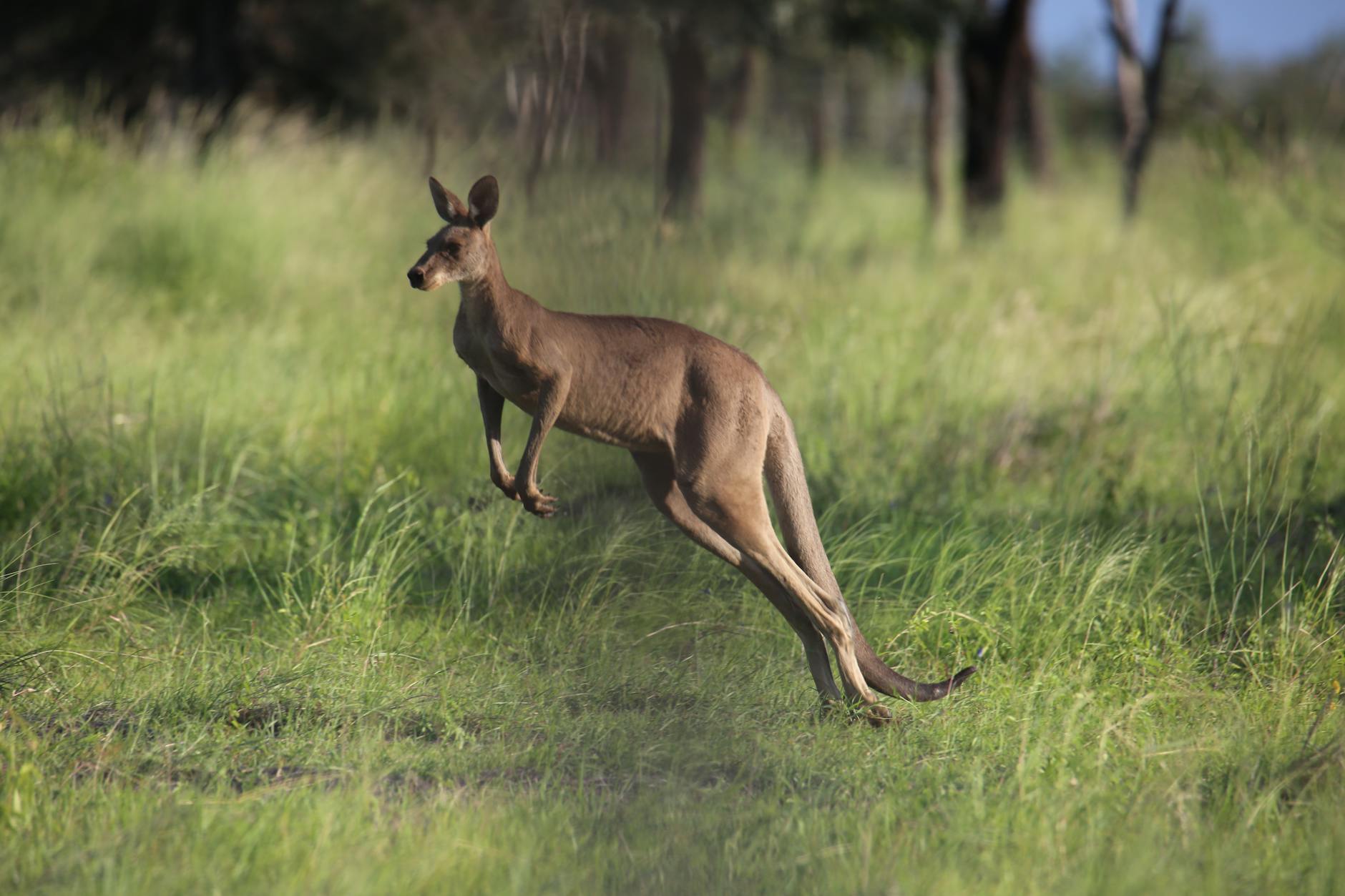 Did prehistoric kangaroos run out of food?