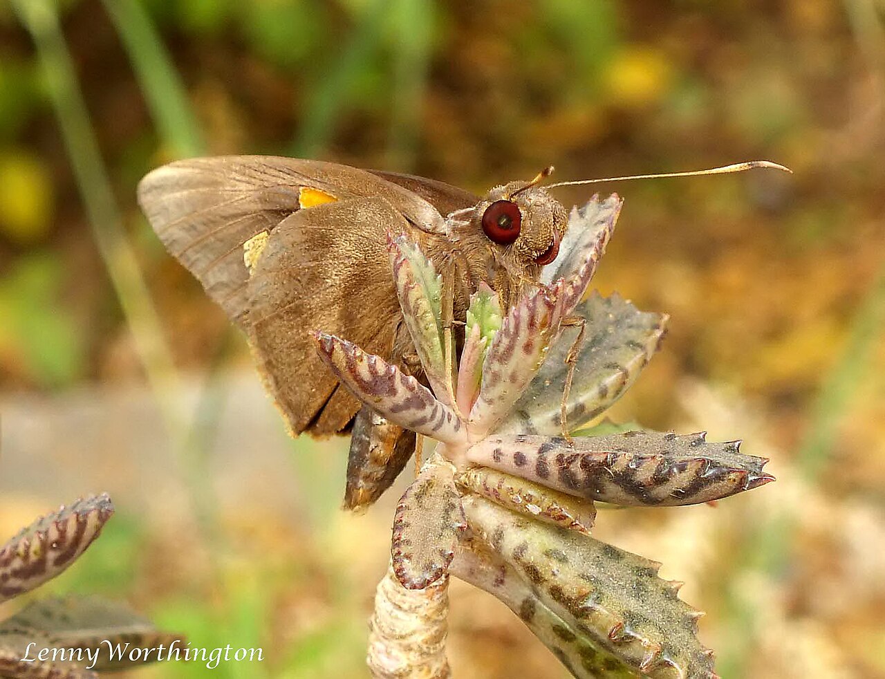 DNA barcodes narrow down possible sources of introductions of an invasive banana skipper butterfly pest