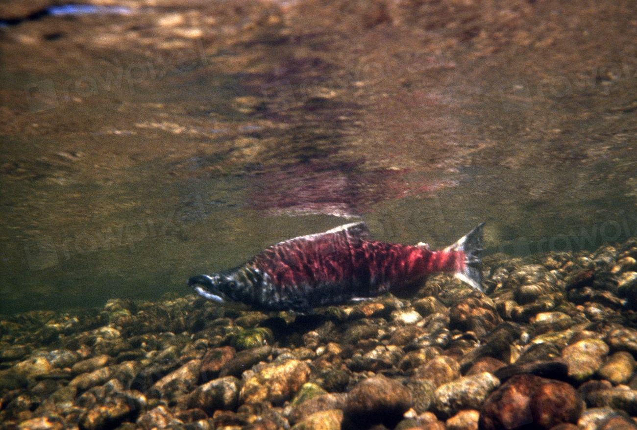 How young salmon navigate a gauntlet of danger en route to the sea