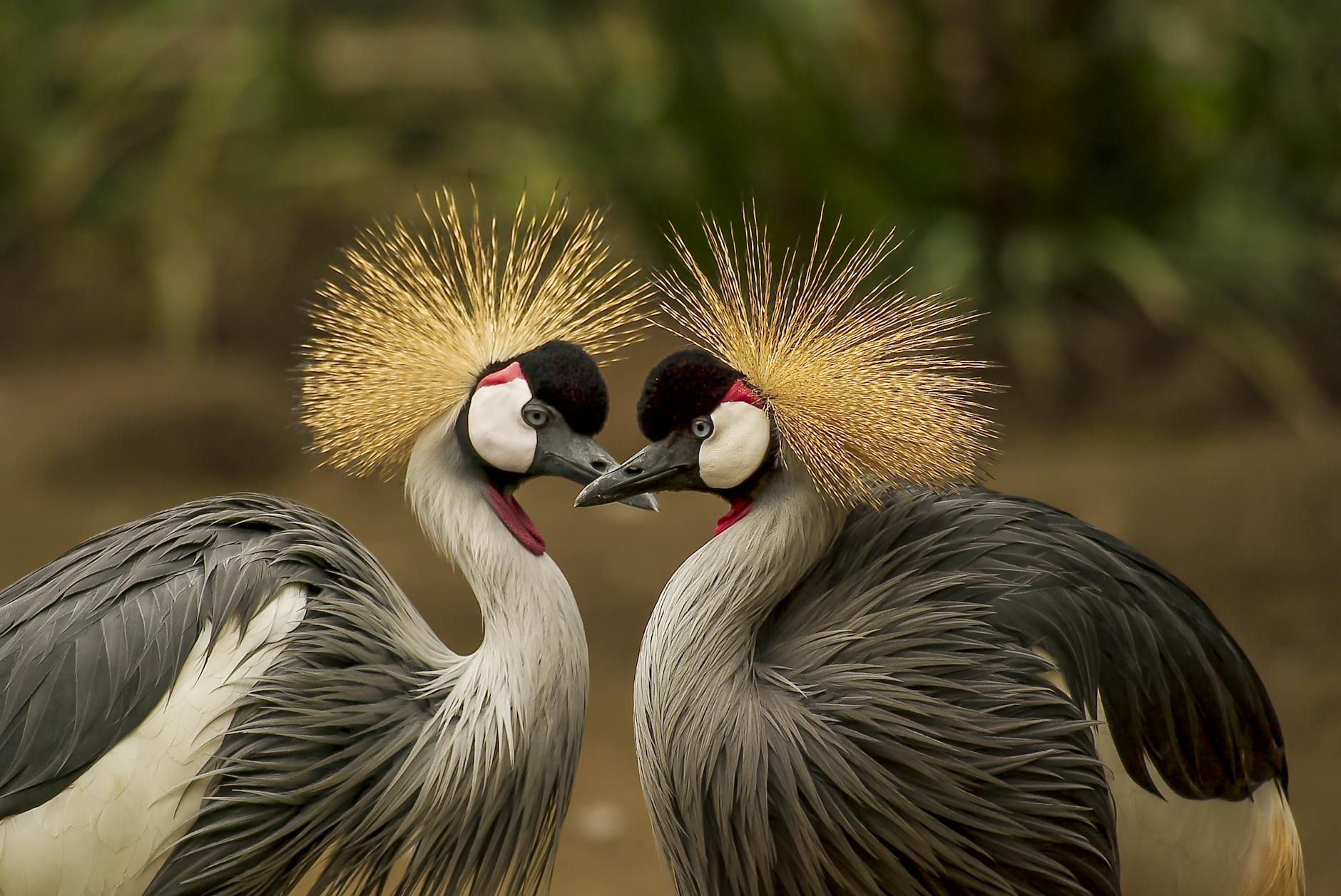Researchers outline new approach for better understanding animal consciousness