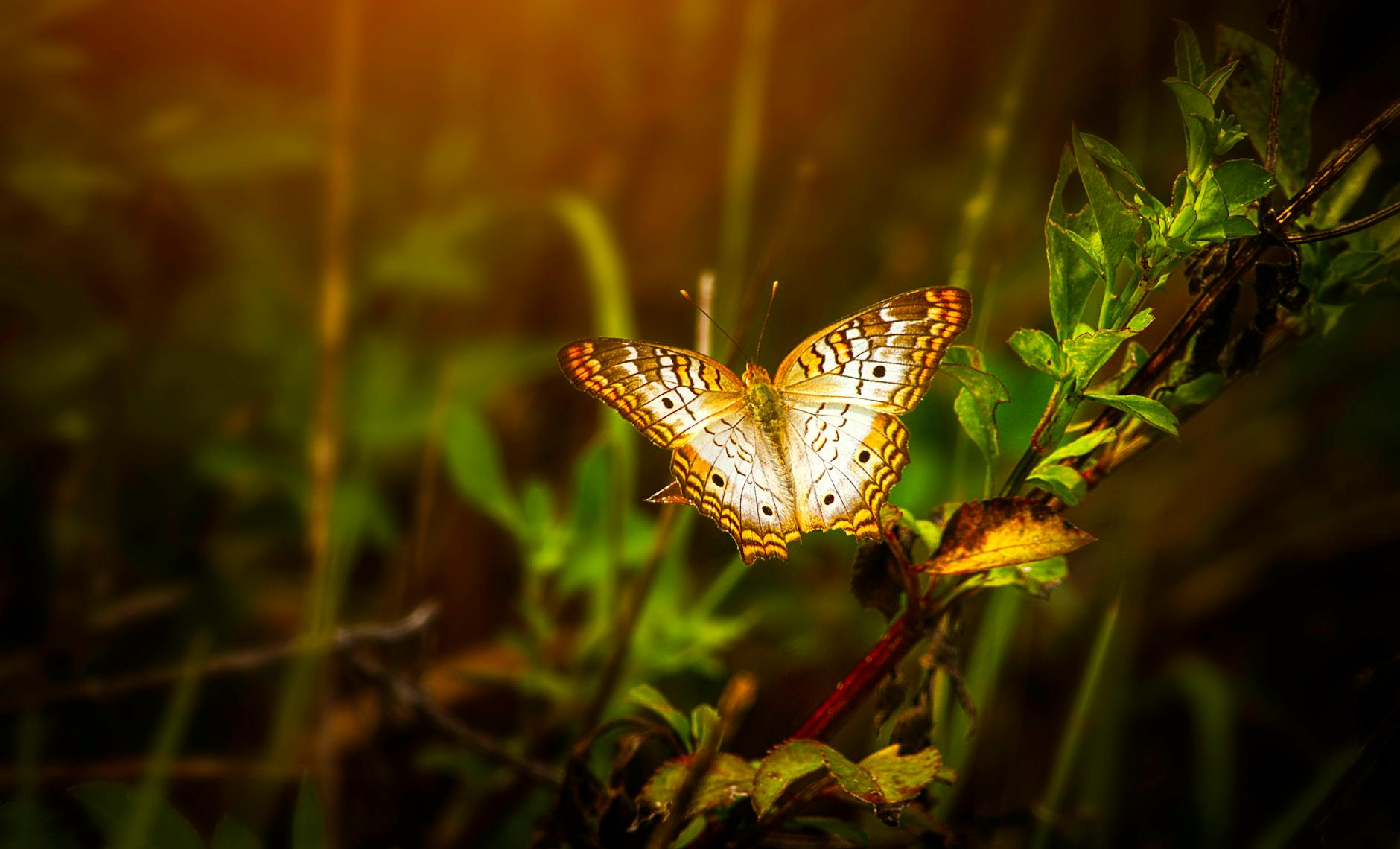 Butterflies With One Generation a Year Are the First to Vanish When Habitat Changes