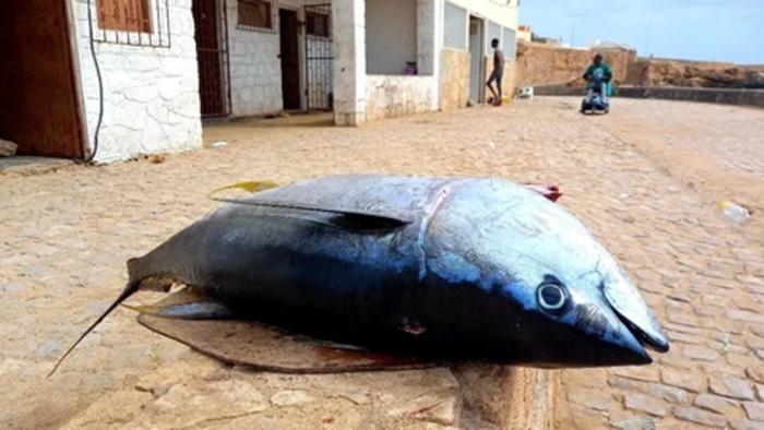 Decline in West African coastal fish stocks threatens food security and livelihoods