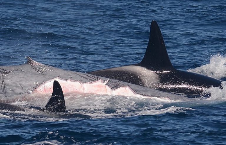 Some species of baleen whales avoid attracting killer whales by singing too low to be heard
