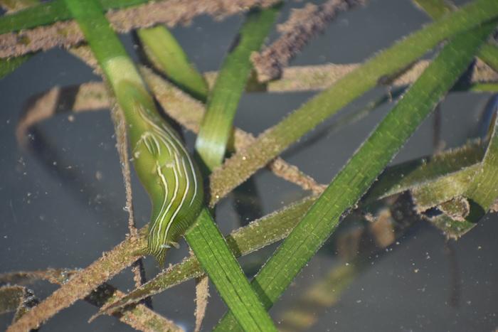 Tiny sea slug could have a big impact on successful coastal conservation efforts