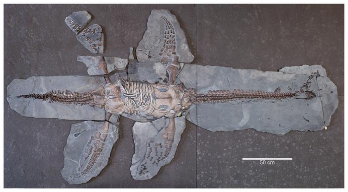 New plesiosaur discovery sheds light on early Jurassic evolution and plausible endemism