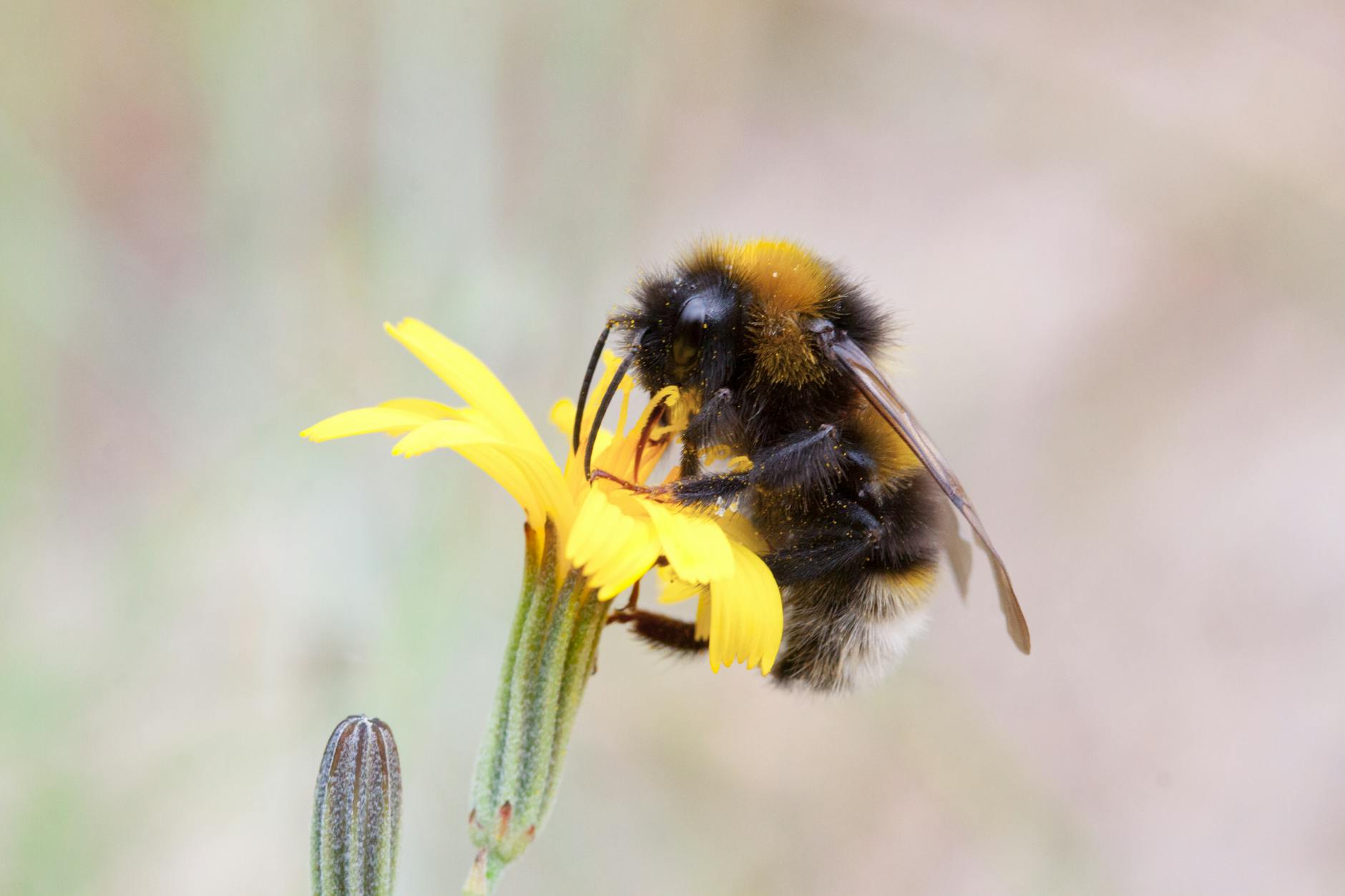The complex effects of pesticide exposure on bumble bee health