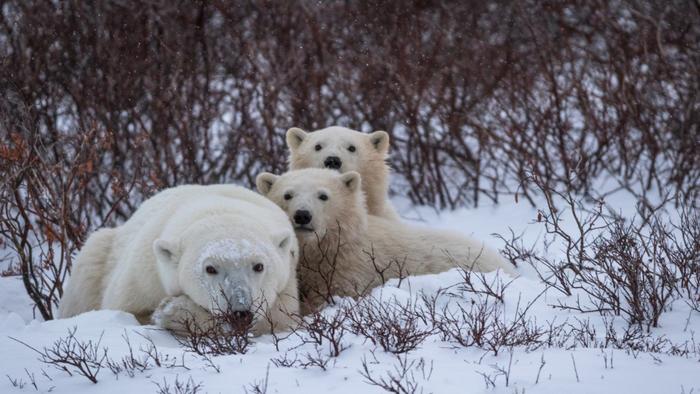Researchers find more accurate way to track polar bears during their most secretive stage of life
