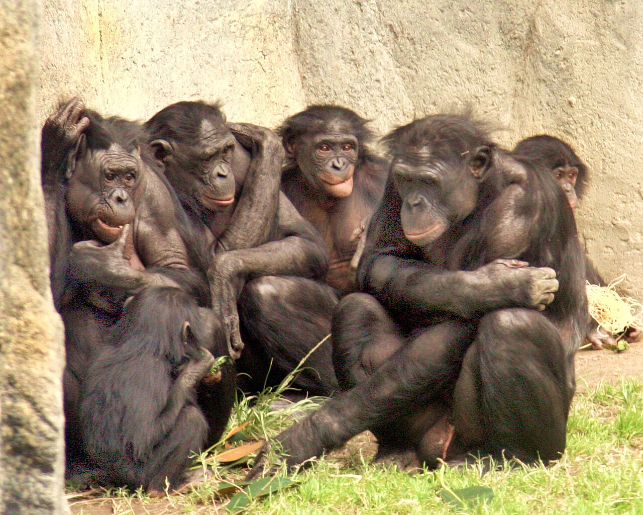 Breaking the Language Barrier: Bonobos Reveal Surprising Complexity in Animal Communication