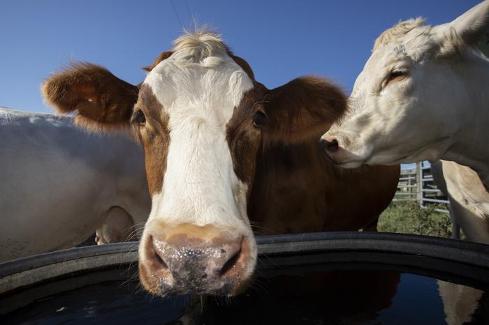 ​​Better feed, fewer burps: UF scientists target dairy gas emissions​