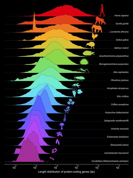 The eukaryotic cell emerged as an evolutionary algorithmic phase transition