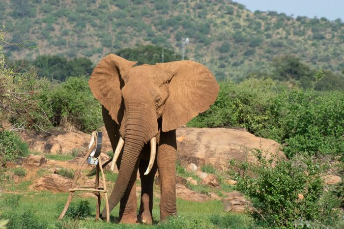 How elephants plan their journeys: New study reveals energy-saving strategies