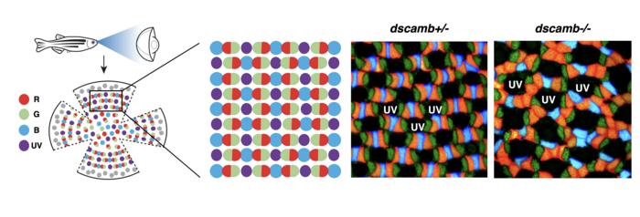 Study shows how retinal cells know when to keep their distance