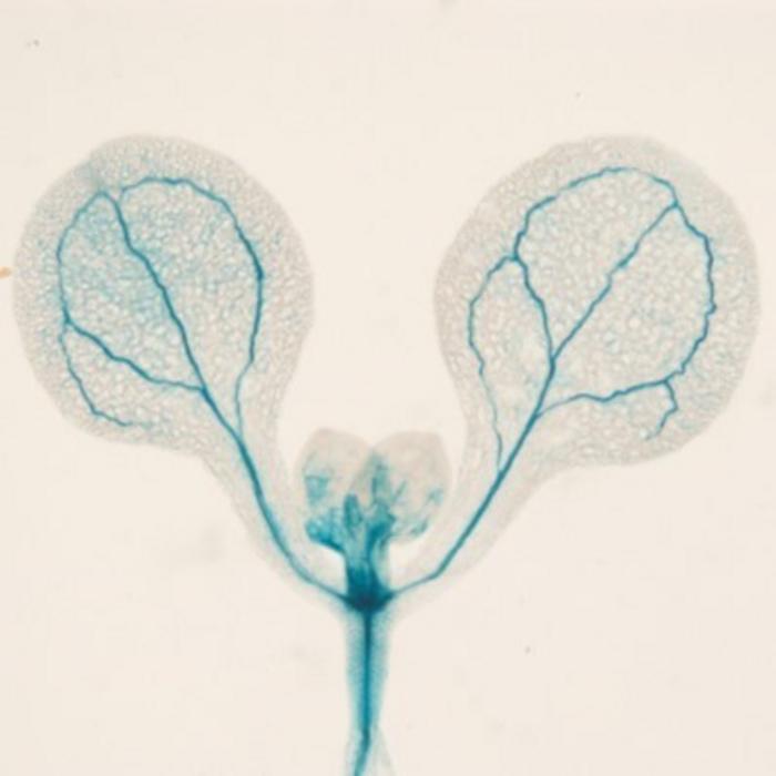 Discovery of novel small compounds that delay flowering in plants