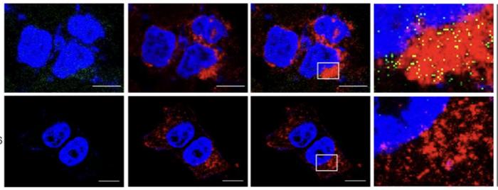 Scientists hack cell entry to supercharge cancer drugs