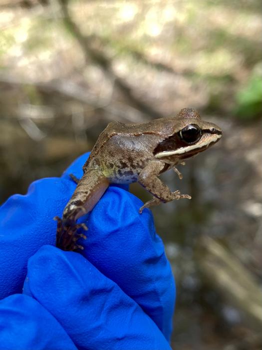Tadpoles try to flee dangerous virus in their pond by growing much faster than normal
