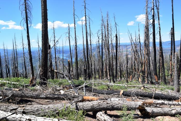Beyond the burn: Harvesting dead wood to reduce wildfires and store carbon