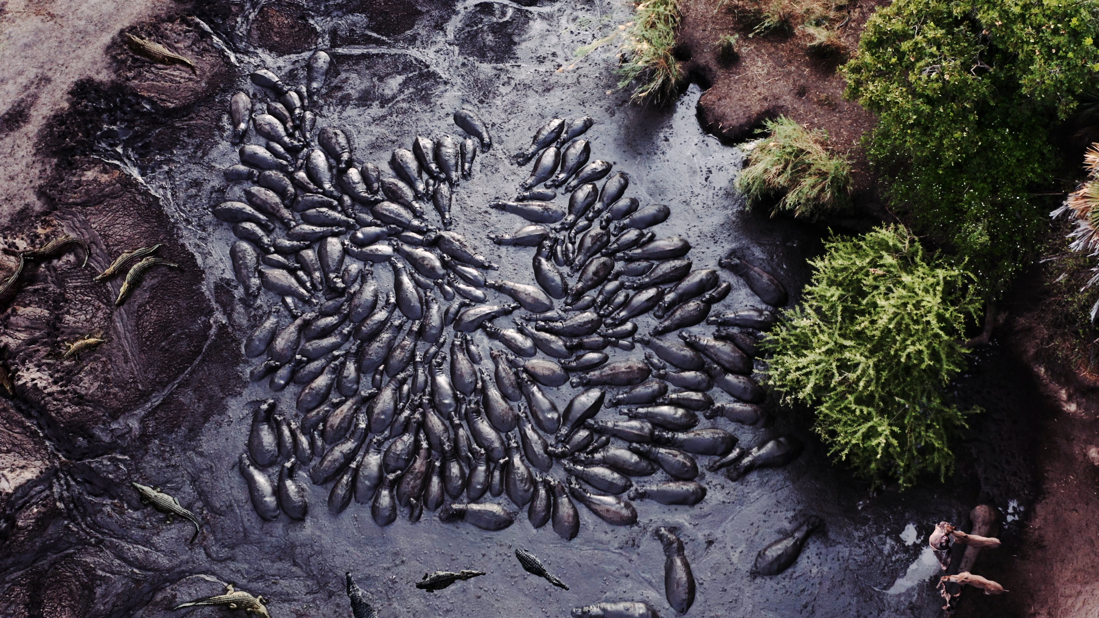 Sanctuary on the Brink – A Stunning Start to “Katavi: Africa’s Fallen Paradise”