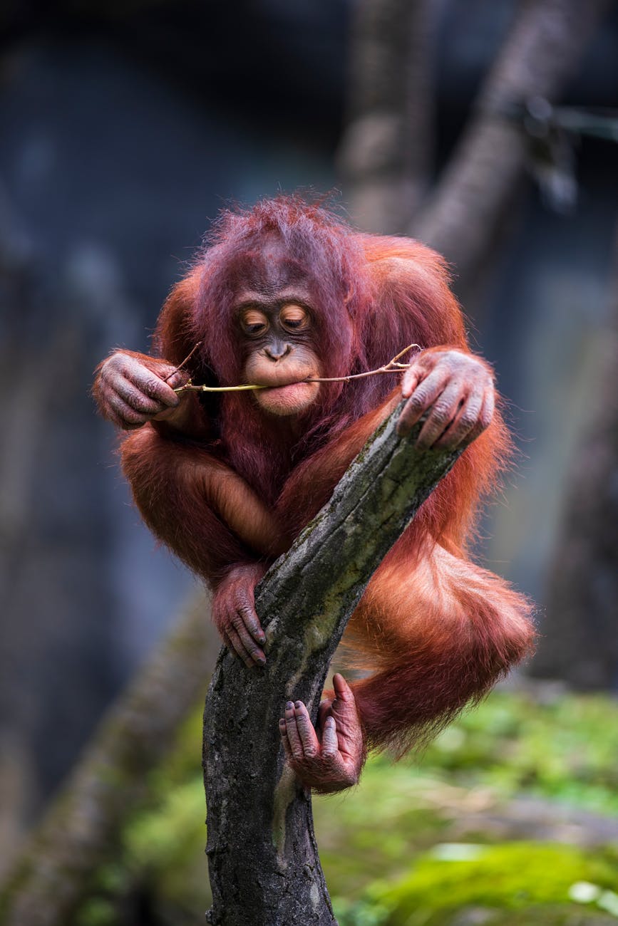 Zoo life boosts object exploration in orangutans