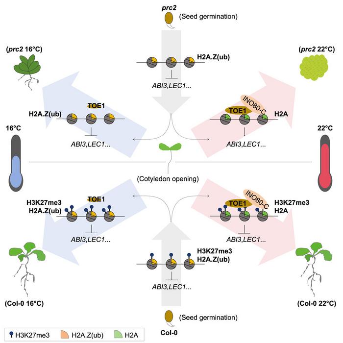 Temperature steers plant cell fate through epigenetic reprogramming