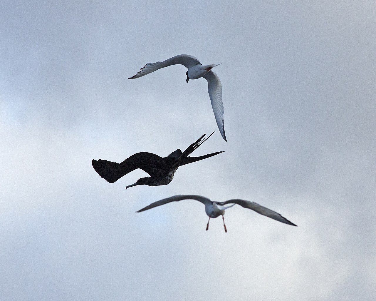 The Big Picture: Sky Pirates of the Galápagos.