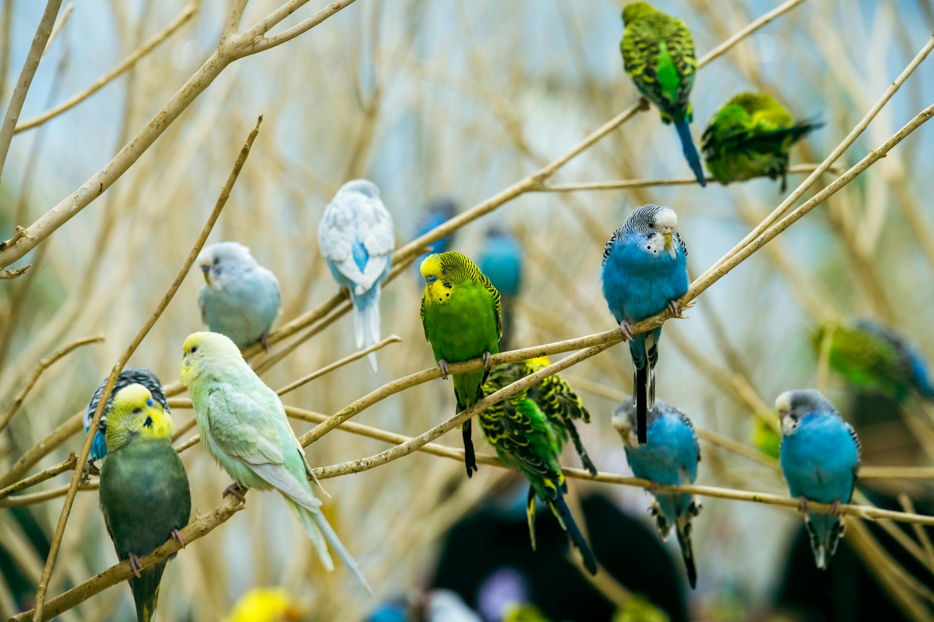 More social parrots have a better vocabulary